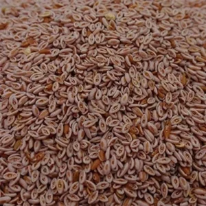 Psyllium Seeds